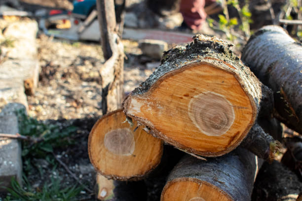 How Our Tree Care Process Works  in  North Bend, OR